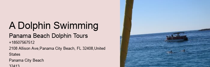 Premium Dolphin Encounter and Snorkeling Adventures