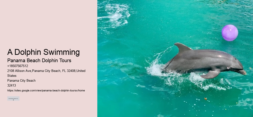 A Dolphin Swimming