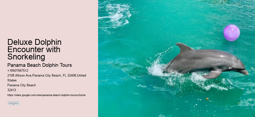 Deluxe Dolphin Encounter with Snorkeling