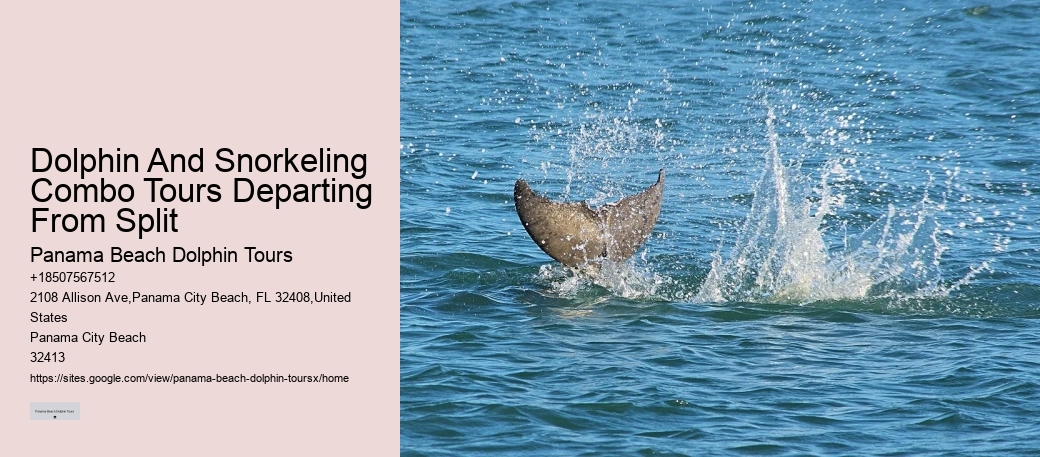 Dolphin spotting tours in Panama City Beach