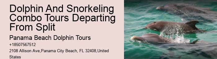 Custom Dolphin Spotting and Snorkeling