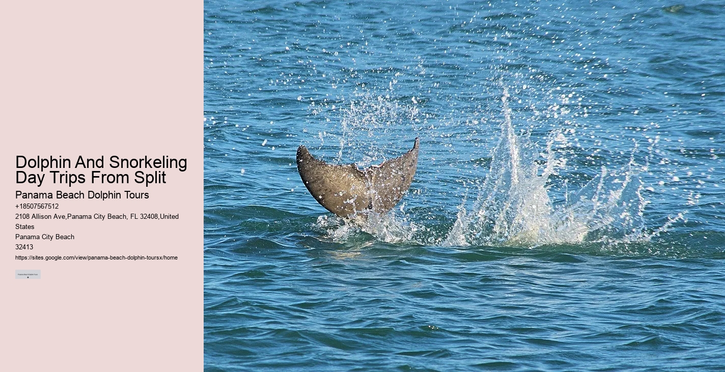 Dolphin Tours Tampa Bay