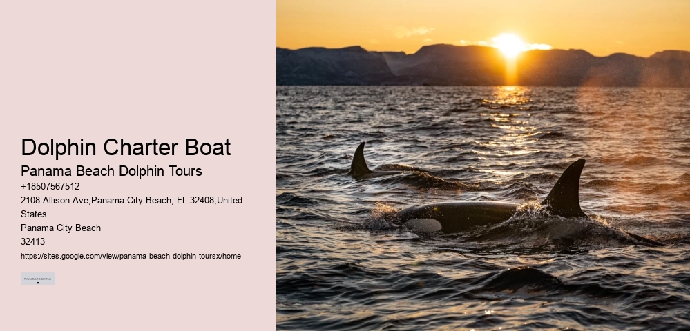 What Are The Negative Side Of Dolphins