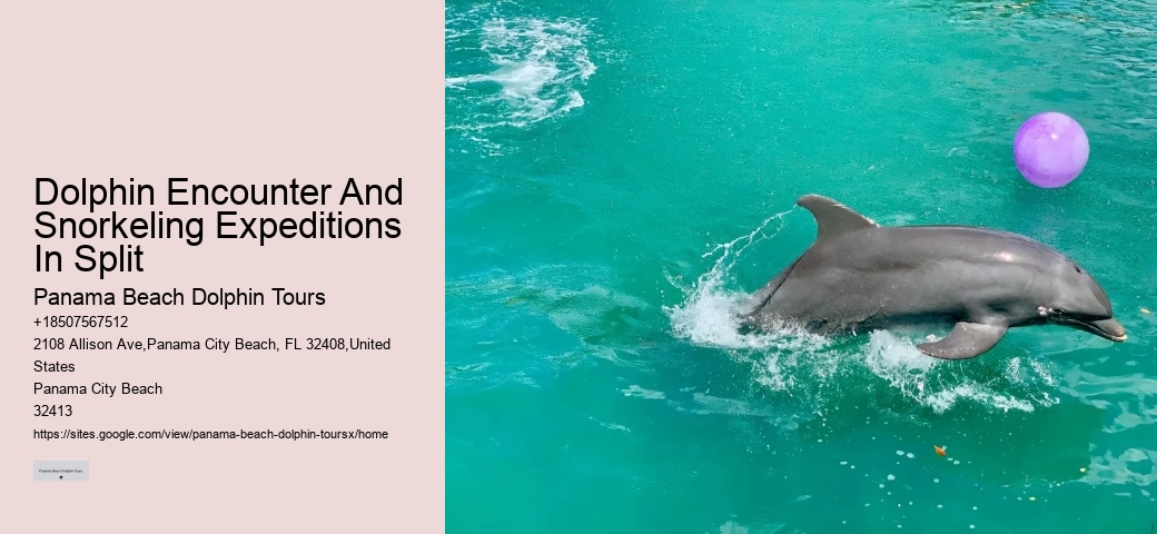 Dolphin Encounter And Snorkeling Expeditions In Split