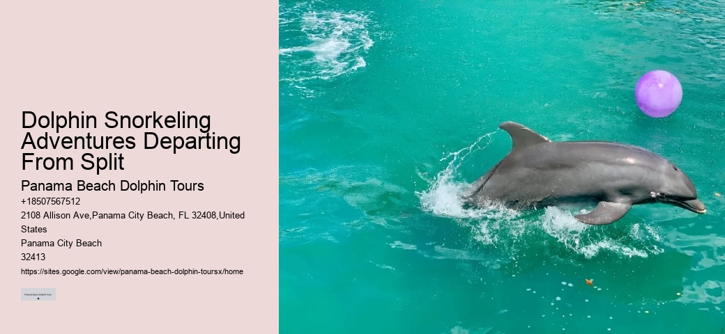 Dolphin Snorkeling Adventures Departing From Split