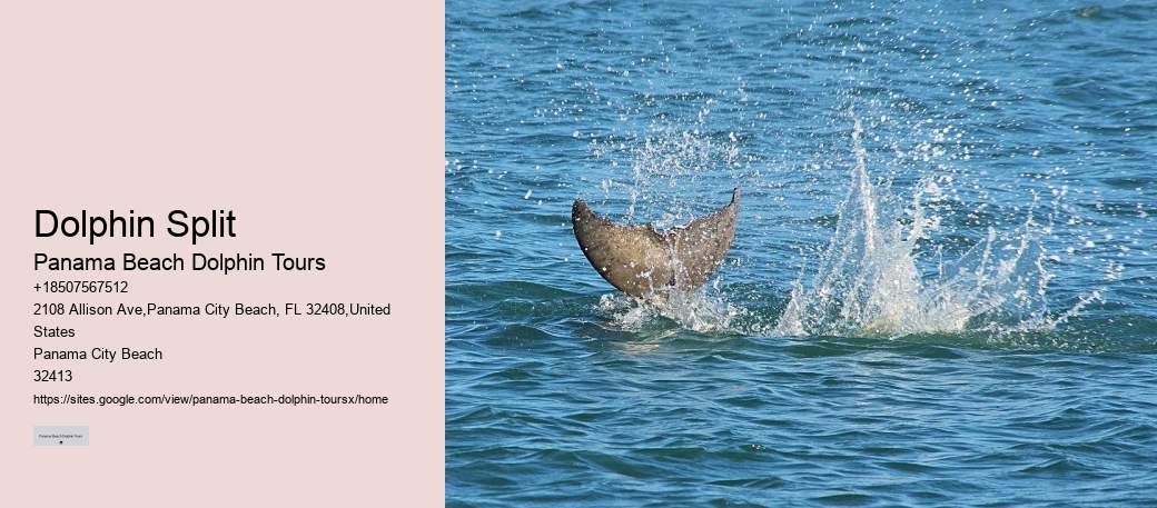 Panama City Beach Dolphin Tours Panama City Beach