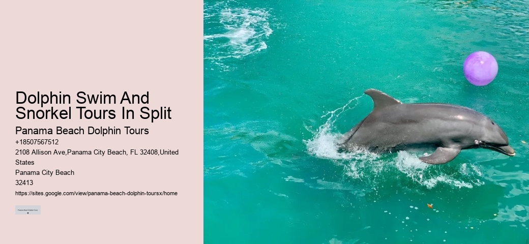 Dolphin Swim And Snorkel Tours In Split