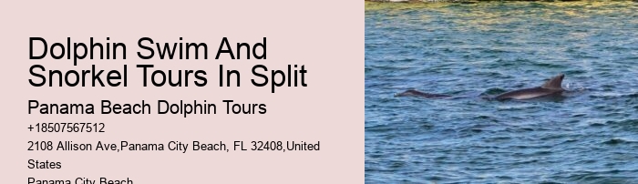 Tips And Advice For Swimming With Dolphins