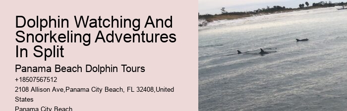 Panama City Beach Dolphin Tours & More Panama City Fl