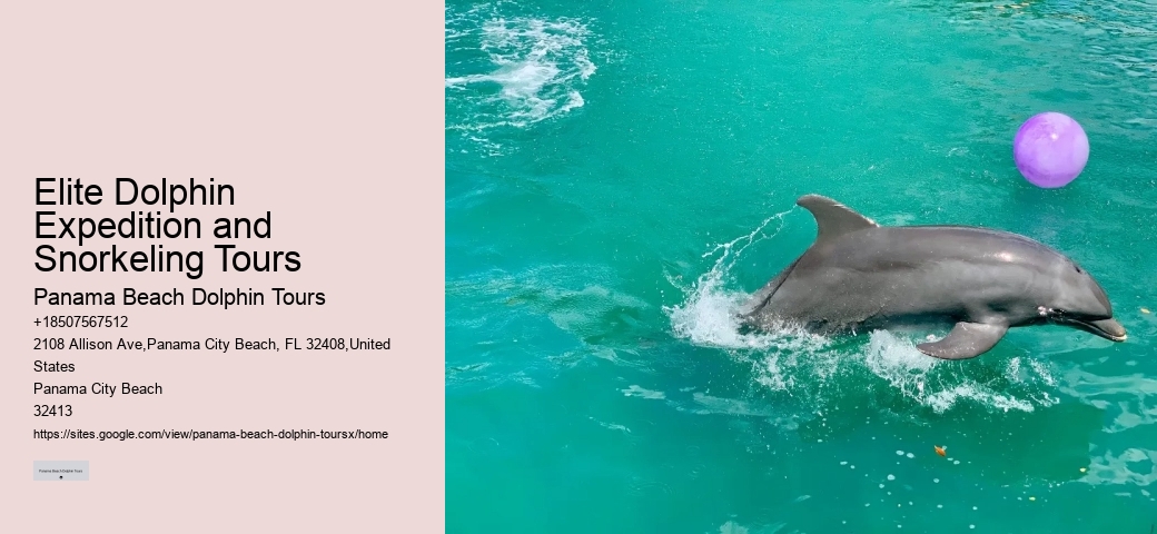Elite Dolphin Expedition and Snorkeling Tours