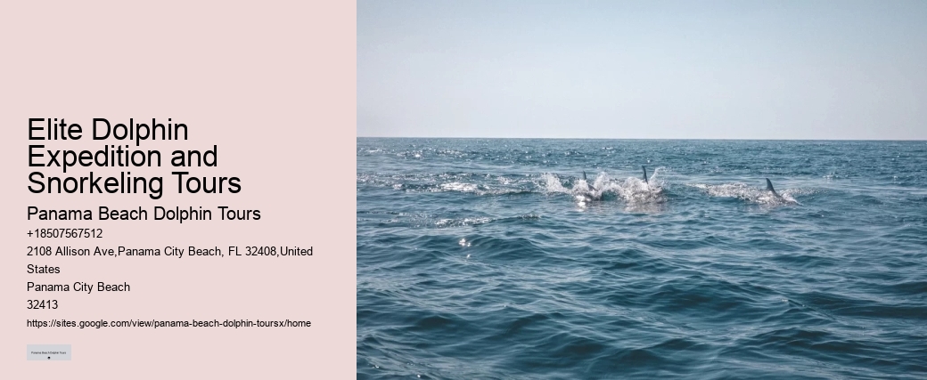 VIP Dolphin Exploration and Snorkeling