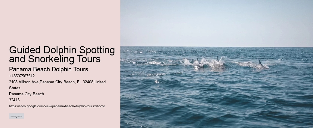 What Does It Mean If A Dolphin Is Circling You