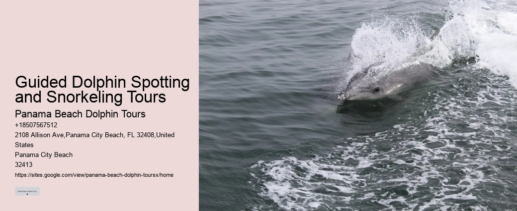 Elite Dolphin Interaction and Snorkeling Tours