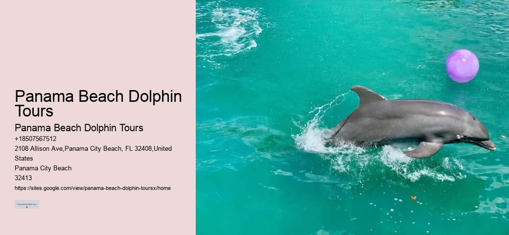 Panama Beach Dolphin Tours