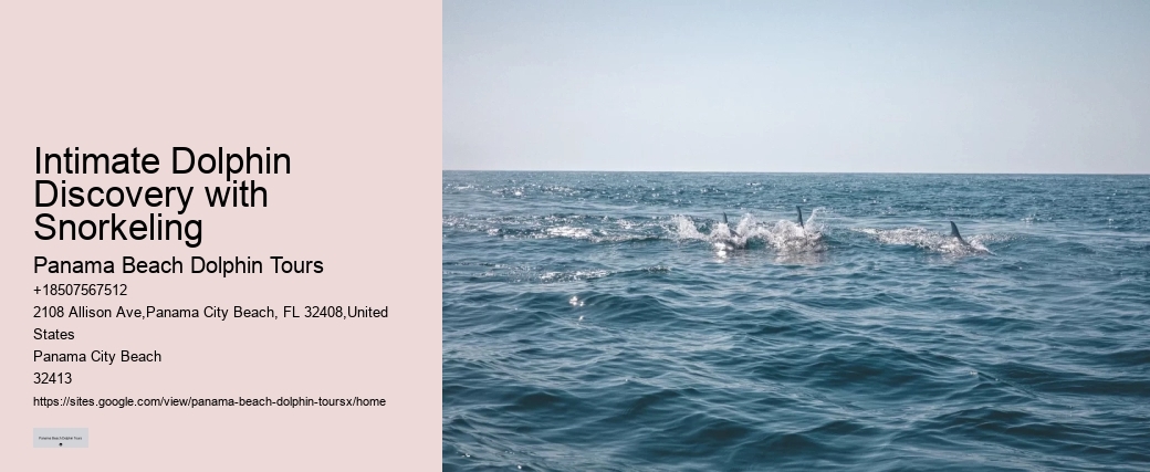 Luxury Dolphin Swim and Snorkeling Tours