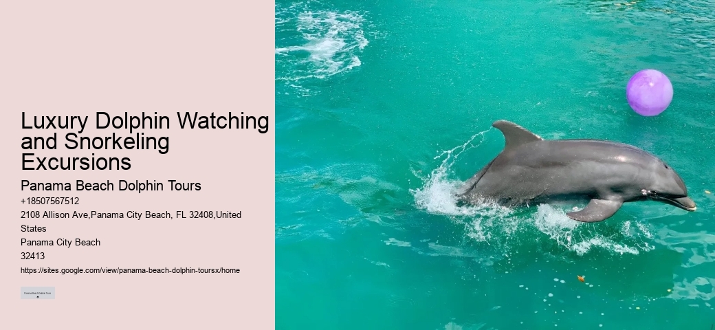Luxury Dolphin Watching and Snorkeling Excursions