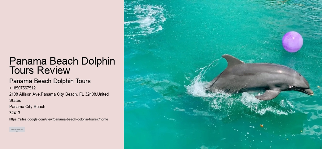 Panama Beach Dolphin Tours Review