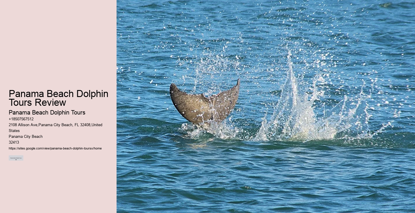 What To Expect When You Go Swimming With Dolphins