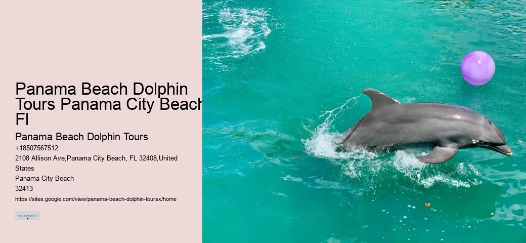 Panama Beach Dolphin Tours Panama City Beach Fl