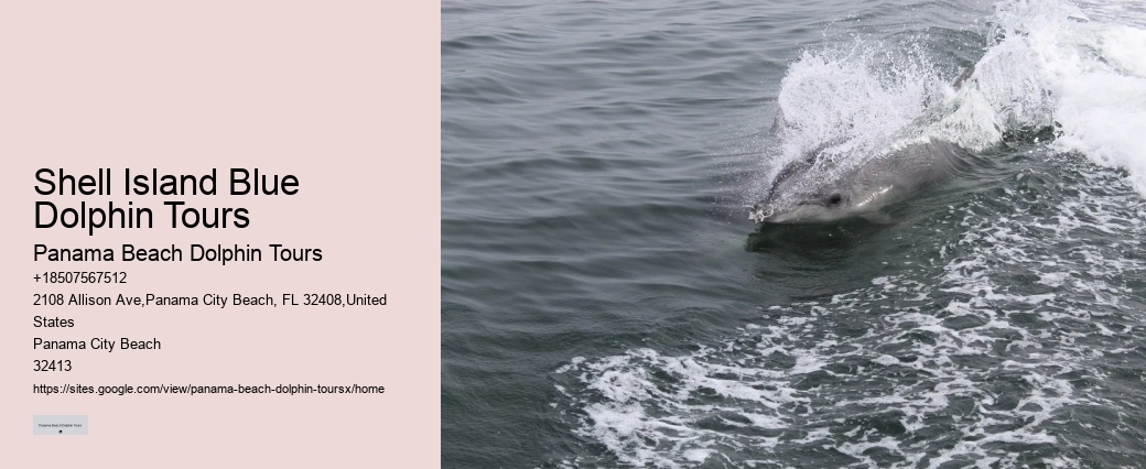 Panama City Beach dolphin adventures