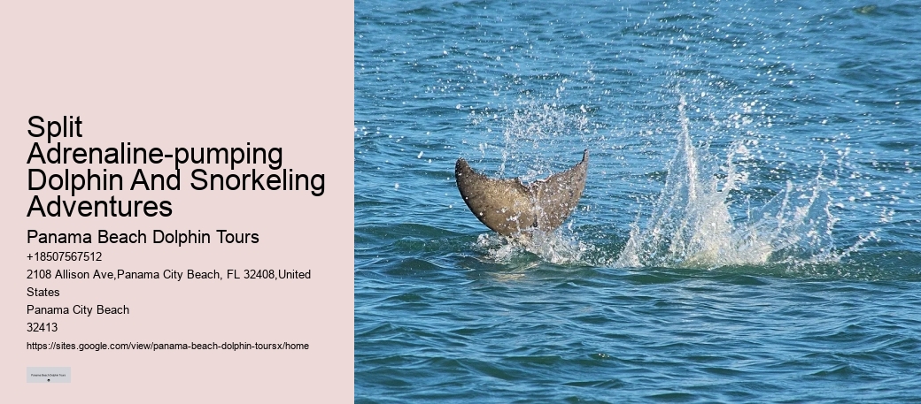 What To Do If A Dolphin Is Stranded On A Beach