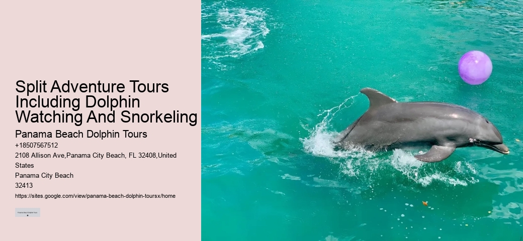 Split Adventure Tours Including Dolphin Watching And Snorkeling