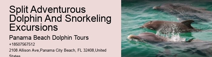 Split Marine Conservation-focused Dolphin And Snorkeling Trips