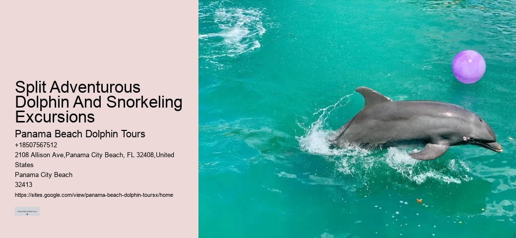 Exclusive Dolphin Snorkeling Excursions