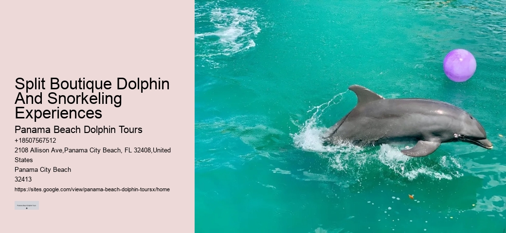 Split Boutique Dolphin And Snorkeling Experiences