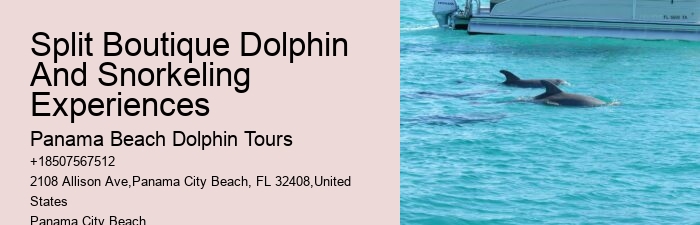 How Much Does It Cost To Swim With The Dolphins At Panama City Beach
