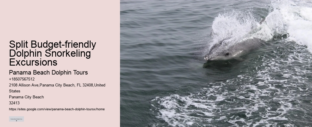Dolphin And Snorkeling Tours Panama City Beach
