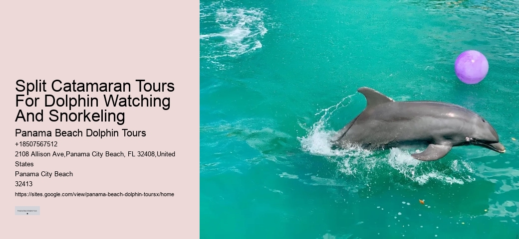Find Out What It's Like To Swim With Dolphins