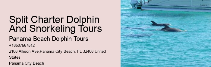 Dolphin Spotting Excursions in PCB