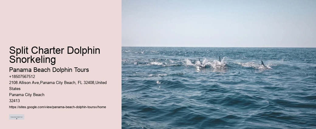 18 Best Places To Swim With Dolphins