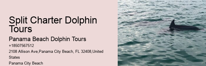 Luxury Dolphin Watching and Snorkeling Excursions