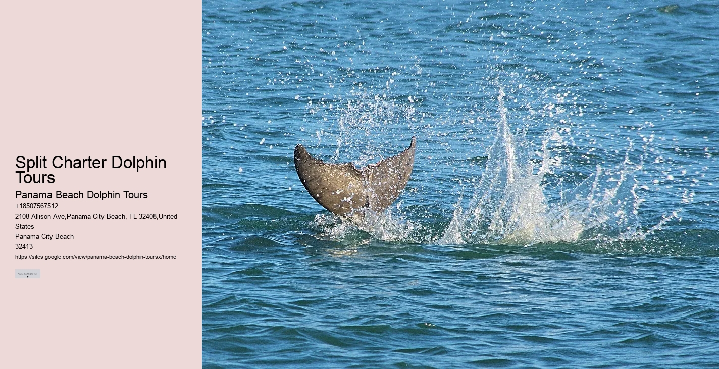 Split Sunrise Dolphin Watching And Snorkeling Trips