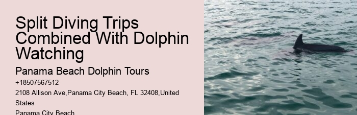 Salty Fins Dolphin And Snorkeling Tours