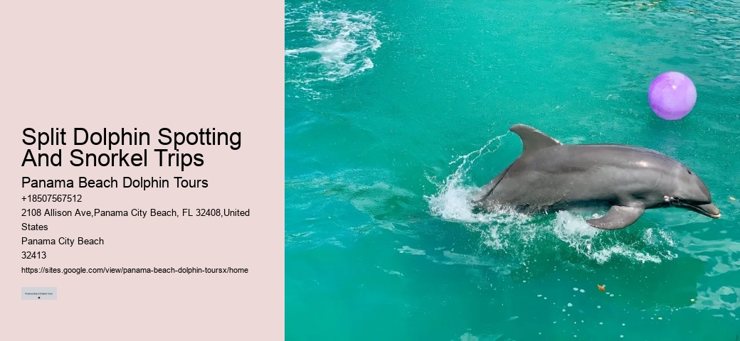 Split Dolphin Spotting And Snorkel Trips