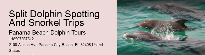 Dolphin Snorkeling Tours