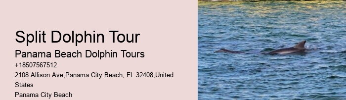 Panama City Beach dolphin spotting cruises