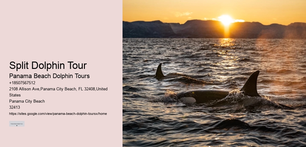 Dolphin And Snorkeling Tours Panama City Beach Fl