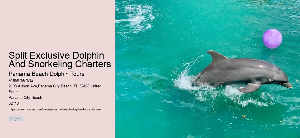 Split Exclusive Dolphin And Snorkeling Charters