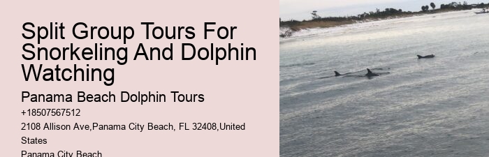 Luxury Dolphin Encounter with Snorkeling