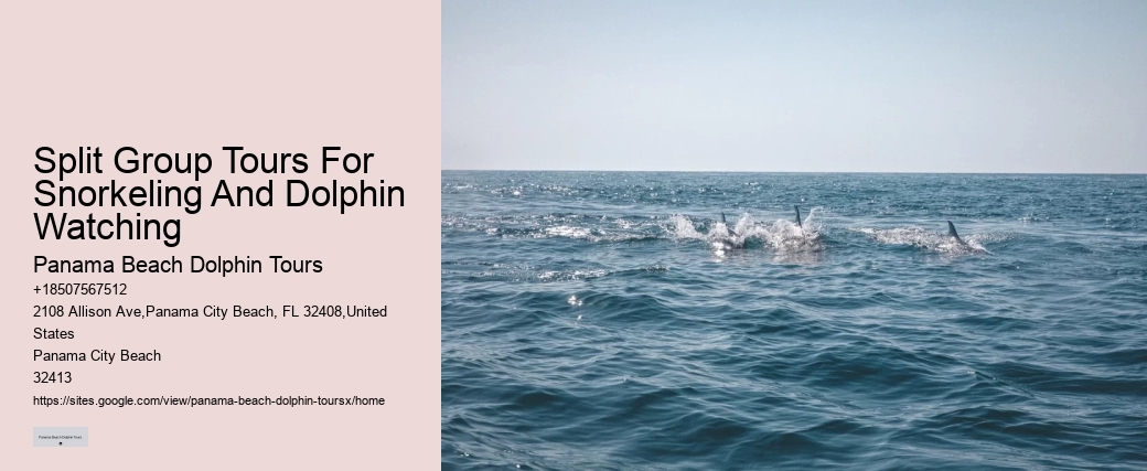 Why You Shouldn't Swim With Dolphins