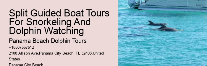 Split Guided Snorkeling And Dolphin Watching Tours