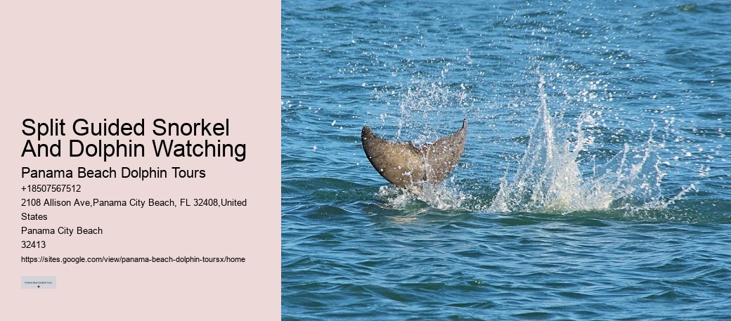 Closest Dolphin Tour Near Me