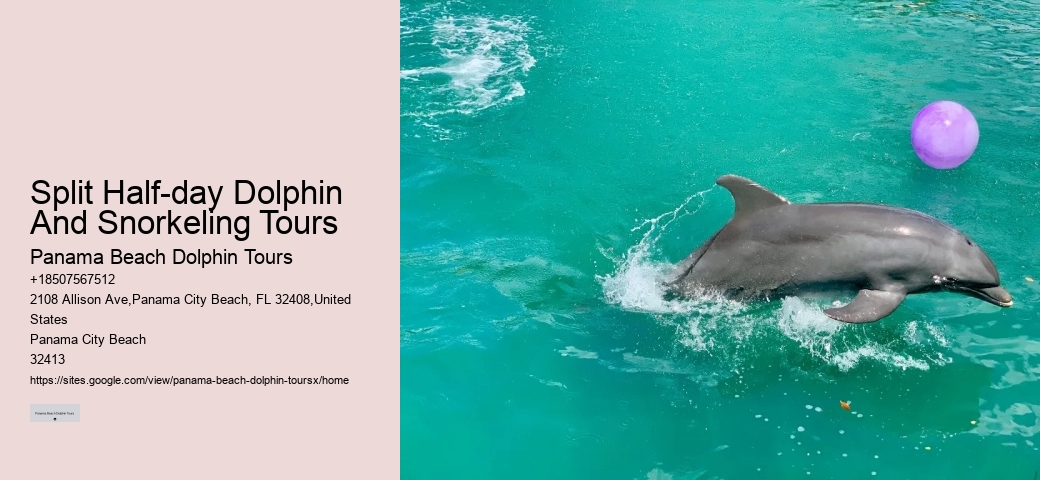 Split Half-day Dolphin And Snorkeling Tours