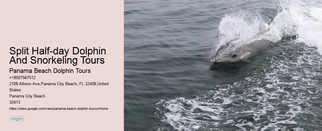 Elite Dolphin Spotting and Snorkeling Tours