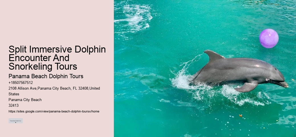 Split Immersive Dolphin Encounter And Snorkeling Tours