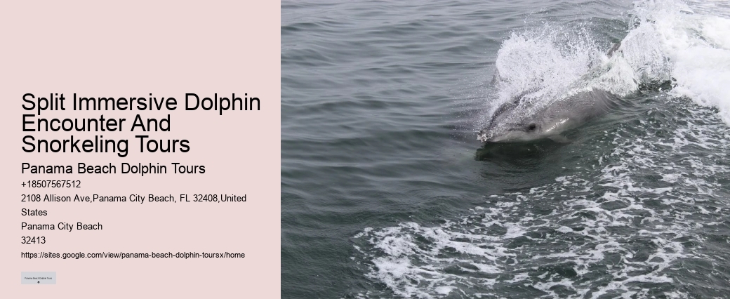 Split Private Guided Dolphin And Snorkeling Tours